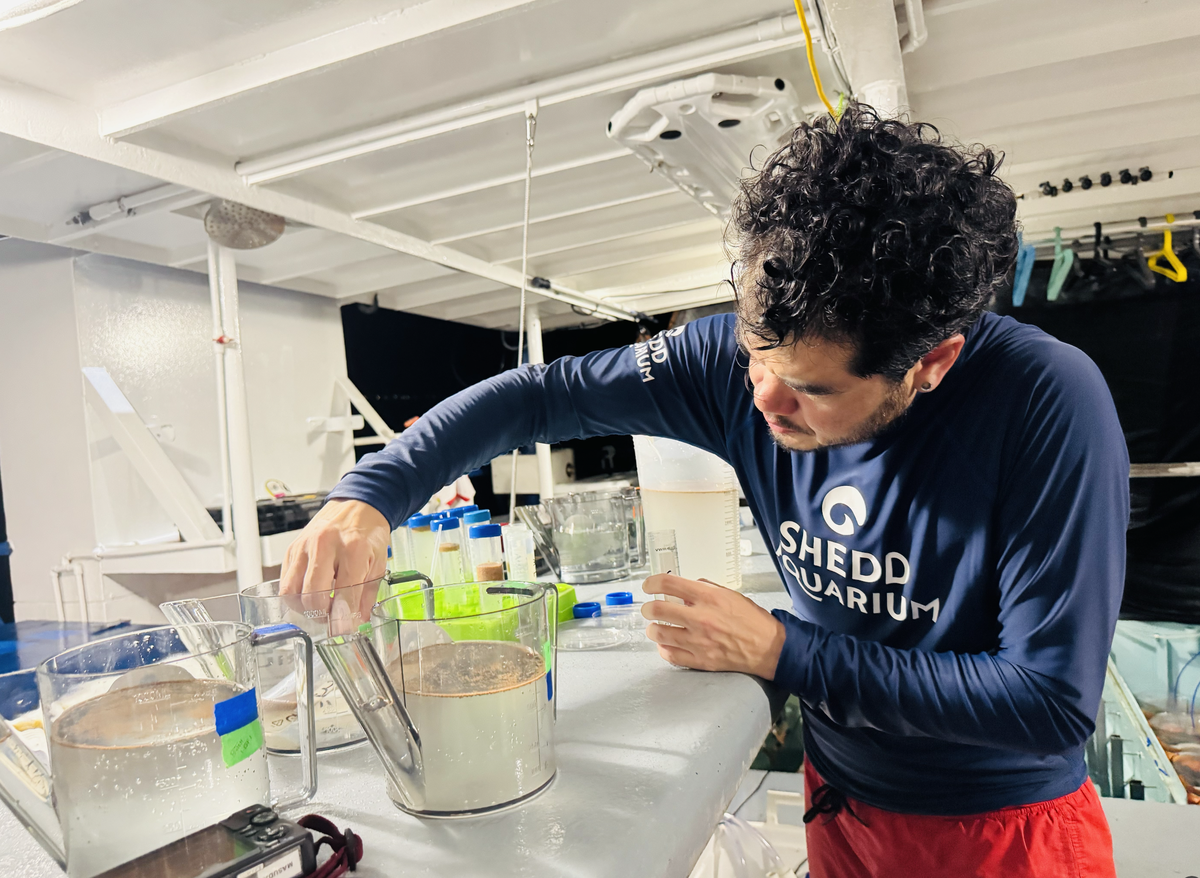Shayle Matsuda, a scientist aboard Shedd Aquarium’s research vessel moored in Key West, rinses the embryos gently to remove cloudy sperm water.