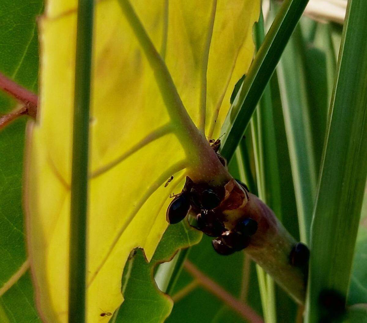 The black bean bugs are found in Asia and have a preference for plants in the legume family.