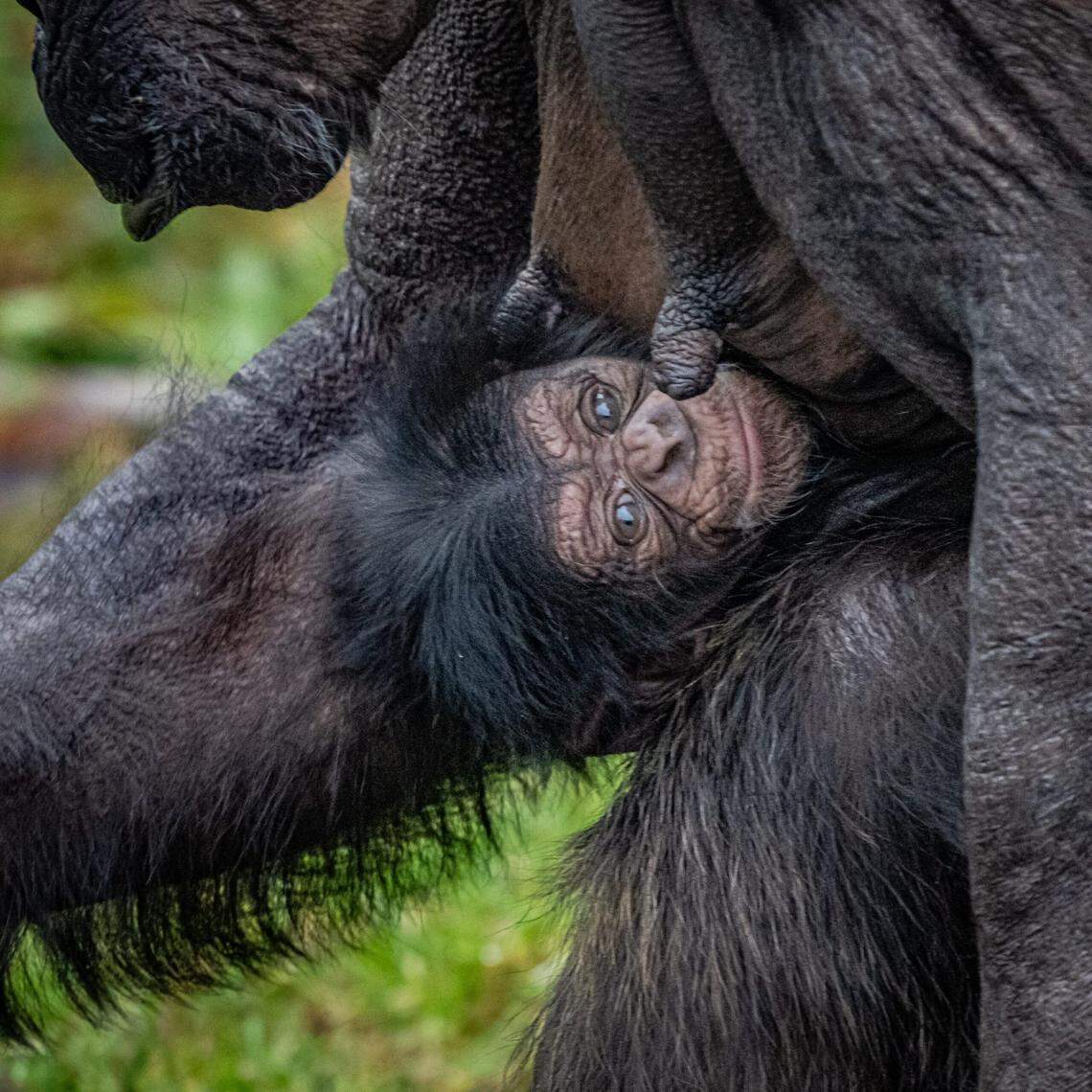The newborn has been cared for by his mom, Alice, and other female chimps at the zoo, according to the zoo.