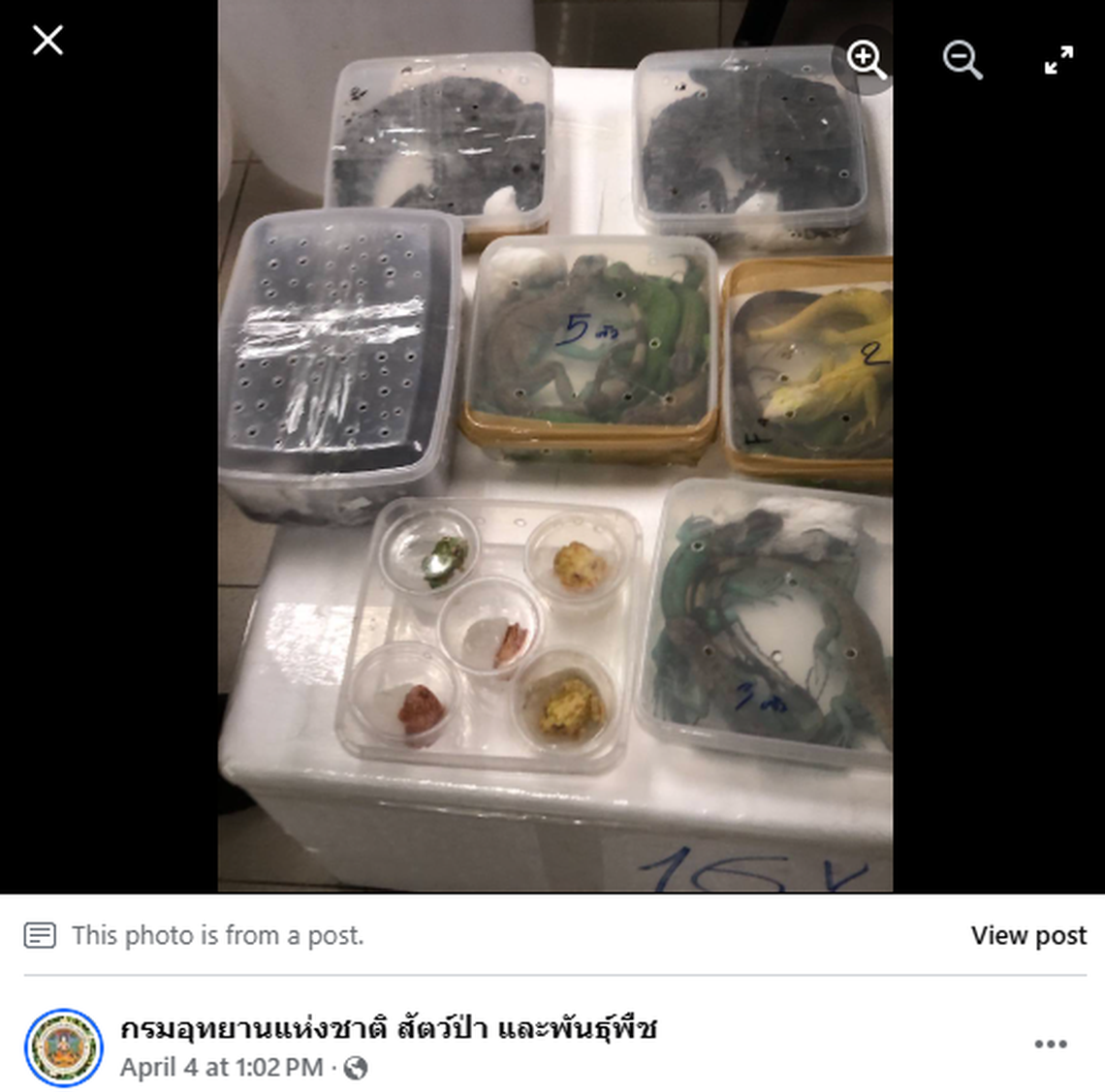 Live animals such as iguanas and freshwater crocodiles were found packaged in plastic containers, officials said.