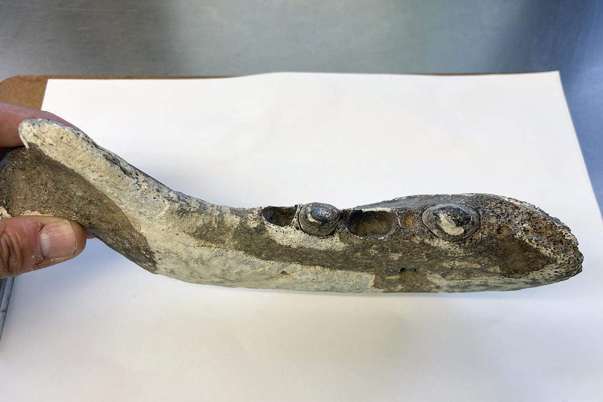 The Ice Age walrus had a range that extended much farther than modern walruses, experts say. Bones have been found as far south as Florida, NOAA Fisheries says.