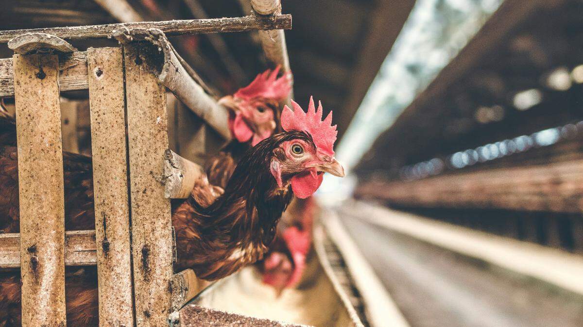 More than 90 million poultry have been infected with H5N1, or bird flu, leading to one human case in Texas, officials said.