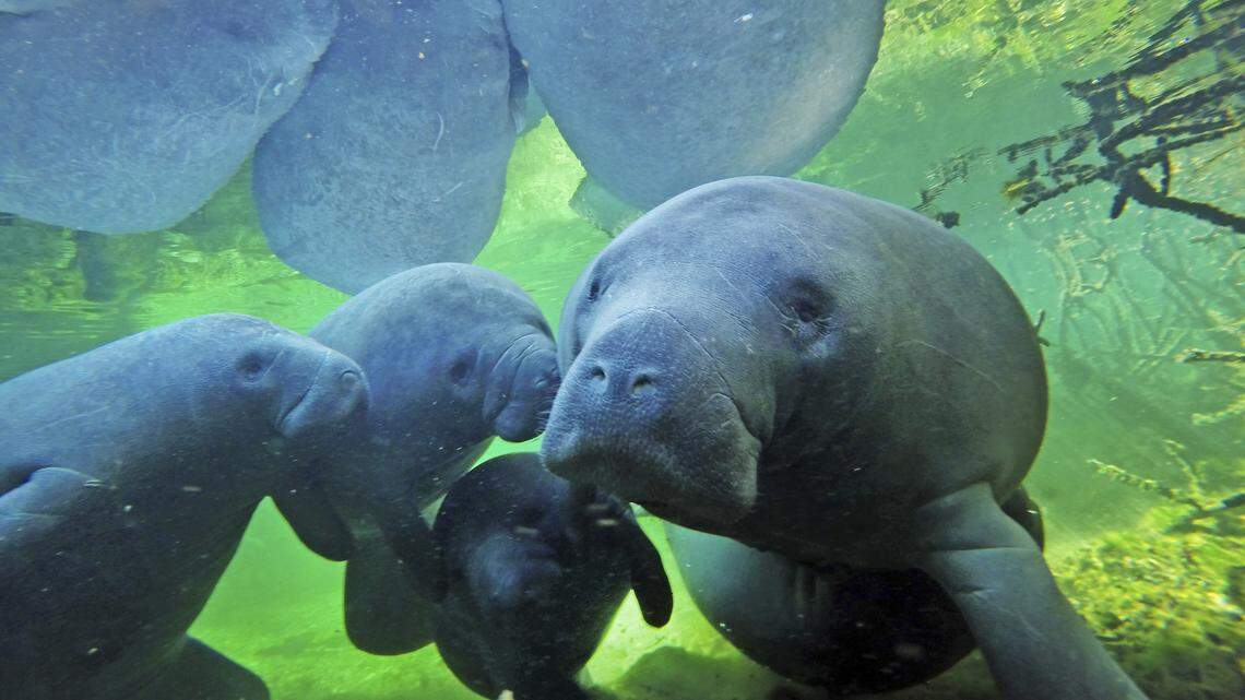 FILE - In this Dec. 11, 2017 file photo, manatees swim with their calves at Blue Spring State Park in Orange City, Fla. According to Florida wildlife officials, there have been more manatee deaths so far in 2018 than all of last year. A total of 540 manatees have died through Aug. 12, whereas 538 died in 2017. Experts blame a cold snap at the beginning of the year and the toxic red tide algae in the Gulf of Mexico for the fatalities. About 100 deaths are blamed on red tide. (Red Huber/Orlando Sentinel via AP, File)