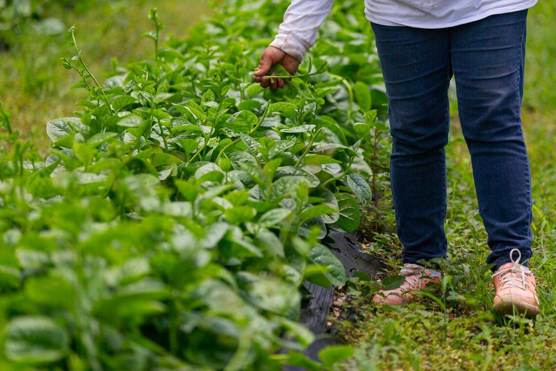 Veronica Custodio, 37, picks through spinach at her father’s farm in Homestead on May 27, 2020. The farm belongs to Juventino Custodio, 53, who was forced to let his spinach rot after the coronavirus pandemic caused a disruption in his supply chain process.