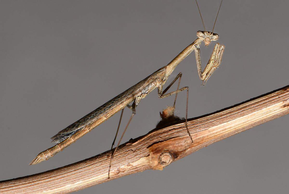The praying mantises were collected as juveniles and raised into adulthood.