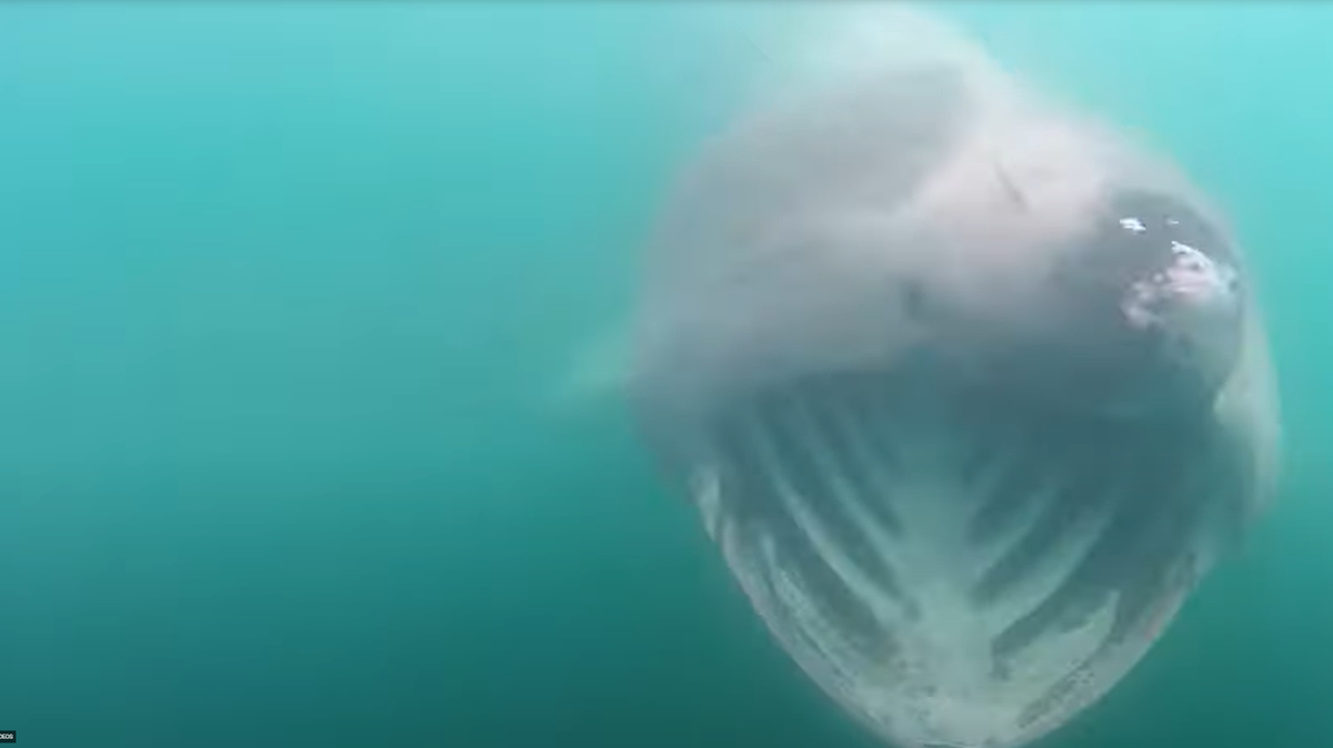 Screen shot of an underwater video of at least eight sharks feeding with their 3-foot-wide mouths open near Galley Head in Cork, Ireland.