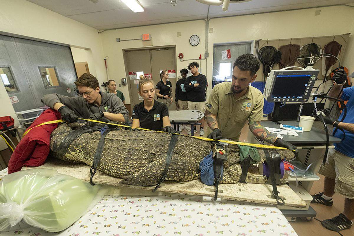 Staffers at Zoo Miami measure a Cuban crocodile before performing a procedure on Jan. 24, 2023.