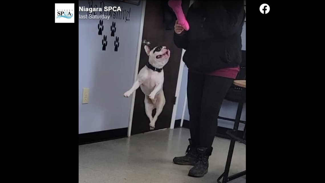 Ralphie is “jumping for joy at being adopted,” shelter staff said.