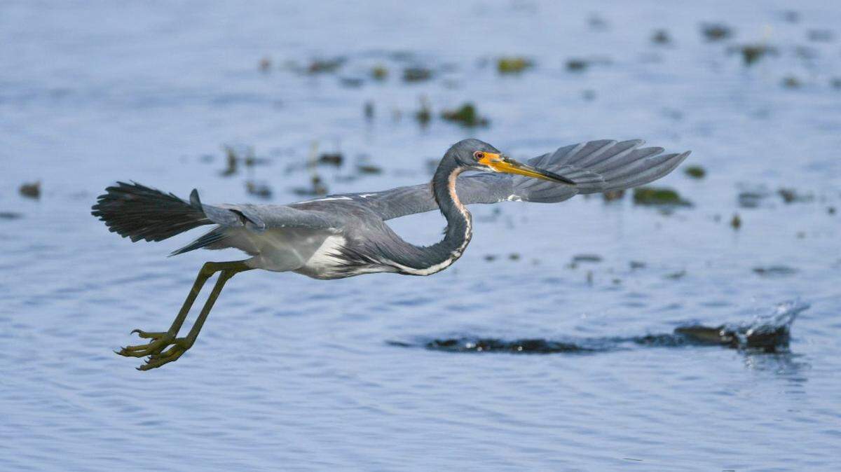 Developers and the county are monitoring the nesting area of the tri-colored heron, like the one in this image.