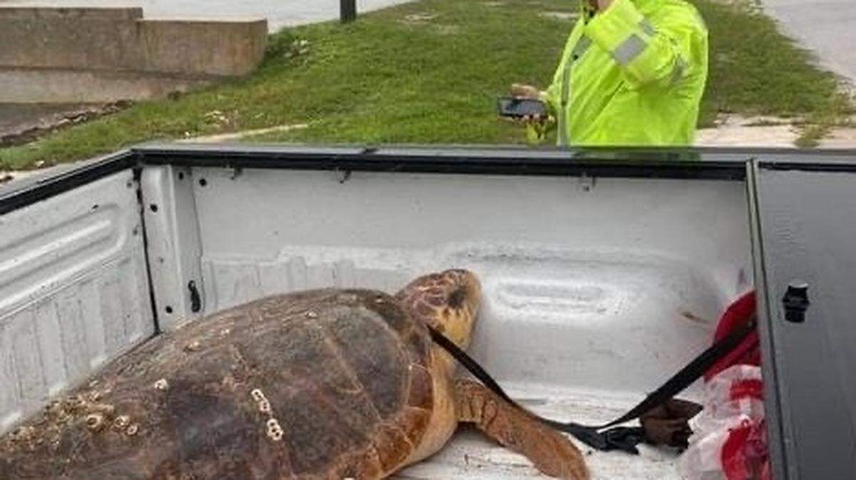 A loggerhead sea turtle turned up on land in Key West on July 6, 2021, as Tropical Storm Elsa dumped rain and sent high winds across the island.