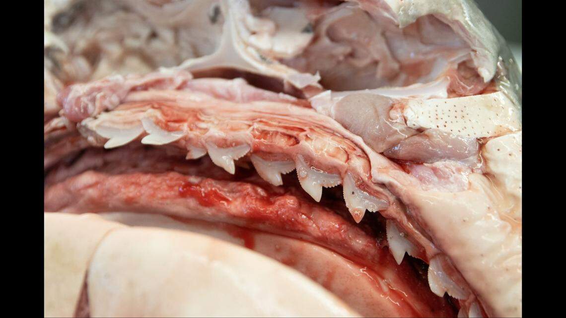Shark jaw removal is a dangerous process due to the rows razor-sharp teeth, FWC officials say.