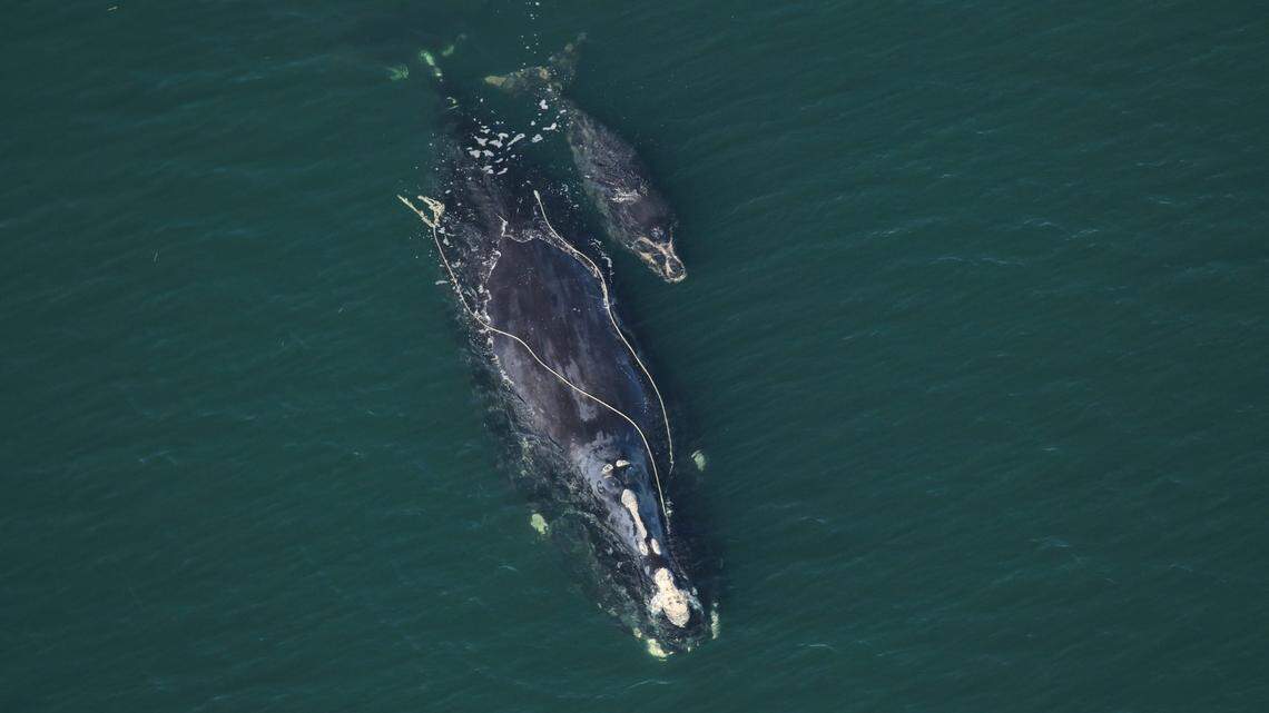 The Florida Fish and Wildlife Conservation Commission spotted this North Atlantic right whale, “Snow Cone,” on Dec. 2, 2021, entangled and with a new calf.