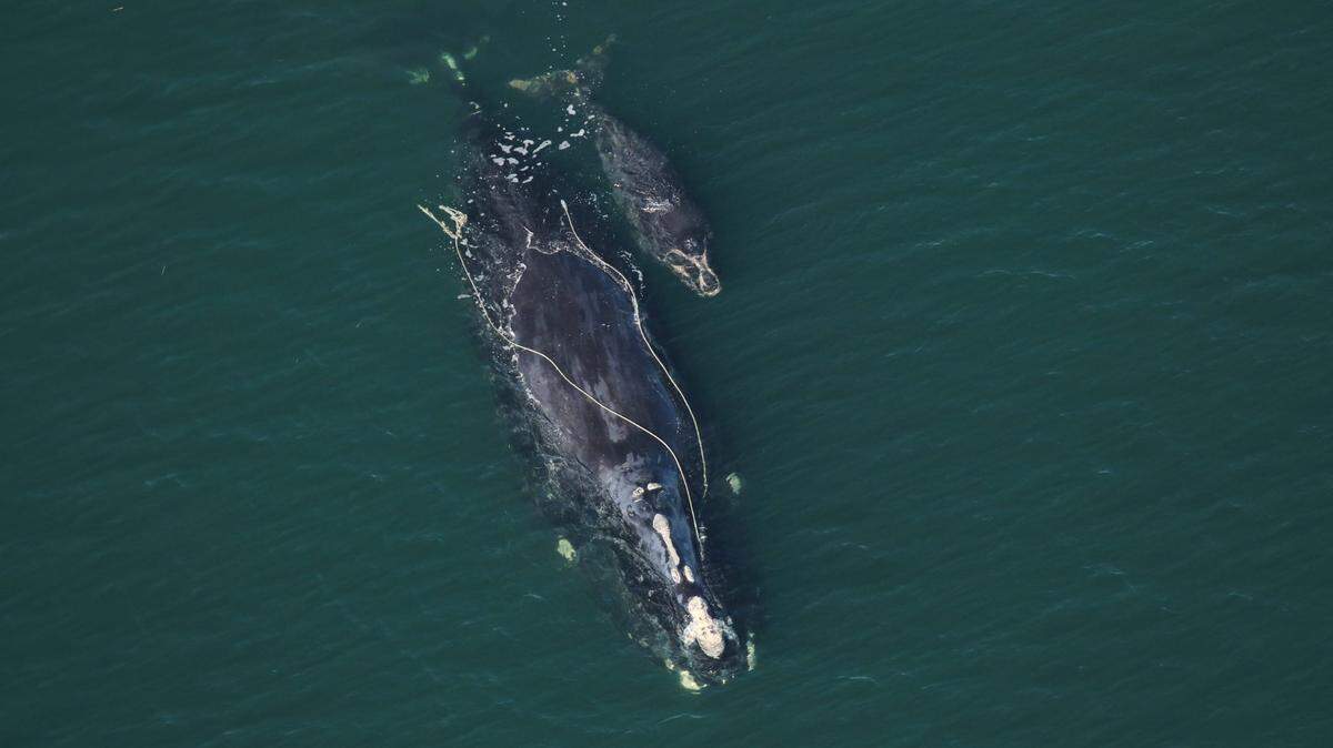 The Florida Fish and Wildlife Conservation Commission spotted this North Atlantic right whale, “Snow Cone,” on Dec. 2, 2021, entangled and with a new calf.