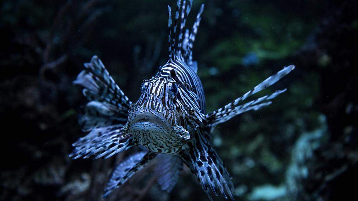 A common lionfish swims in its tank at the Tropical Aquarium in Paris on April 24, 2018. (Photo by CHRISTOPHE ARCHAMBAULT / AFP) (Photo credit should read CHRISTOPHE ARCHAMBAULT/AFP via Getty Images)