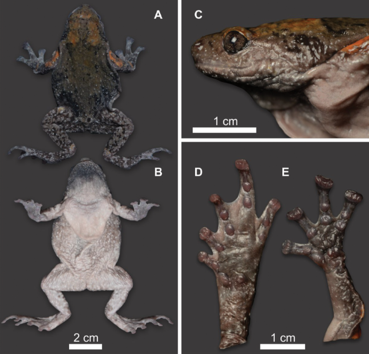 The medium-sized frog spends part of its life burrowing and comes out during heavy rains, researchers said.