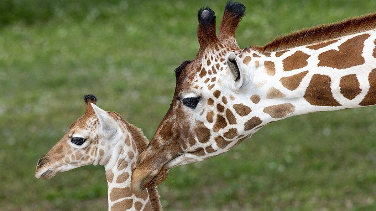 Zuri reaches out to her new son at Zoo Miami on Feb. 27, 2019, when the baby made his exhibit debut. The baby, which has not been named, was born on Feb. 13, 2019.