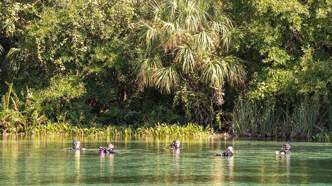 The alligator attack happened Nov. 5 at Alexander Springs near Ocala and the 20-year-old woman was hospitalized, Florida Fish and Wildlife Conservation Commission officials said.
