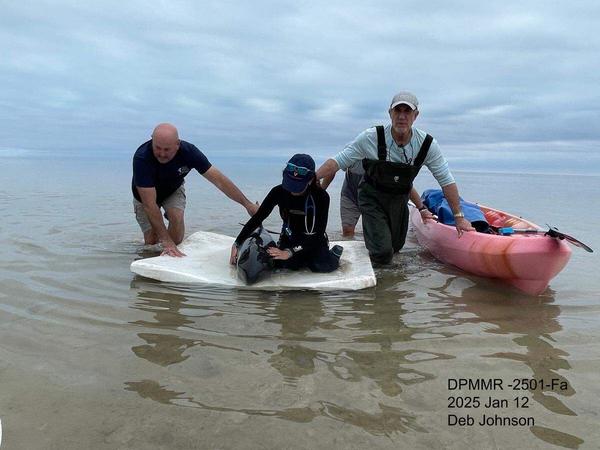 Members of the marine mammal rescue group Dolphins Plus Marine Mammal Responder walk with a Pygmy killer whale that was found stranded off the beach at Long Key State Park in the Florida Keys on Sunday, Jan. 12, 2025.
