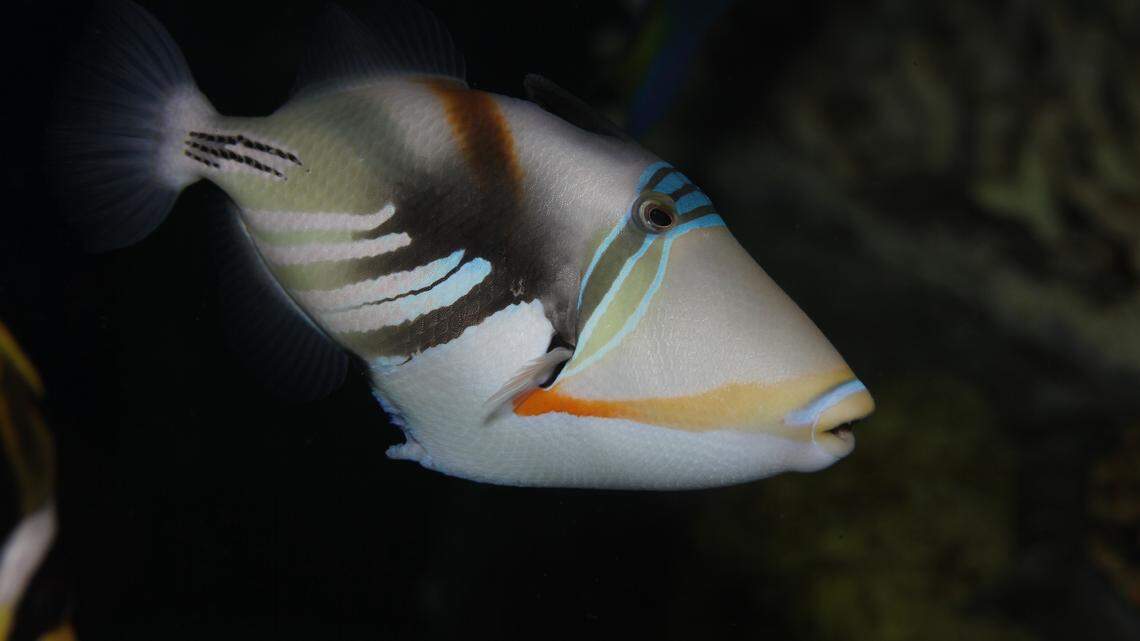 A lagoon triggerfish, native to the Indian and Pacific oceans, was captured off the coast of Fort Lauderdale this month.