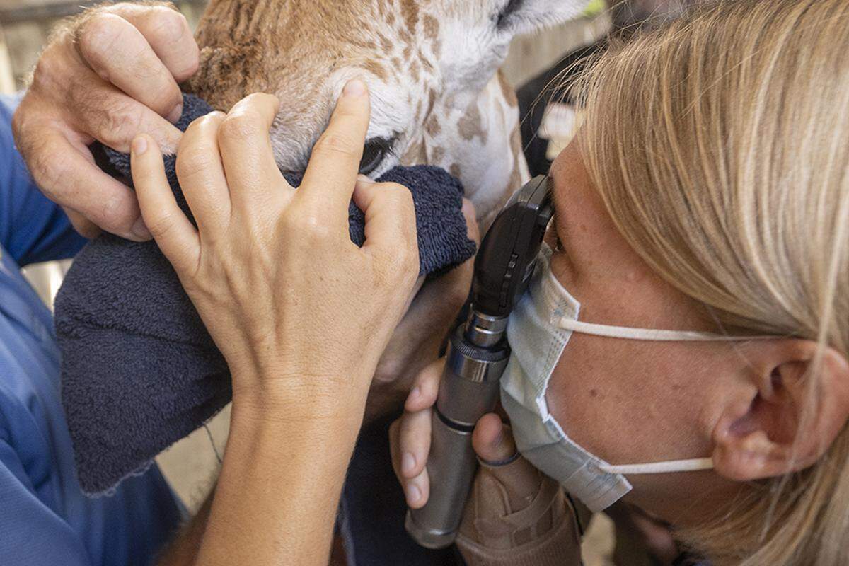 A newborn giraffe gets her neonatal exam on Aug. 24, 2022, at Zoo Miami in Kendall.