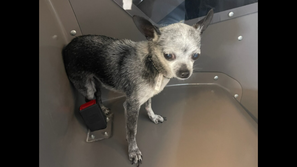 A 4-pound dog named Tiny went missing in Bartow, Florida, in September 2021. She was found Dec. 30 nearly 70 miles away in Clearwater, police say.