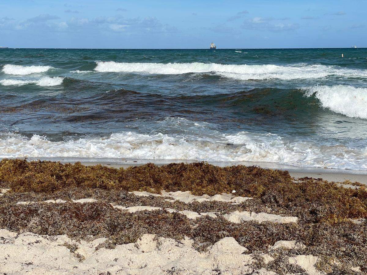 Sargassum washes ashore at Fort Lauderdale Beach near Sunrise Boulevard on March 31, 2023.