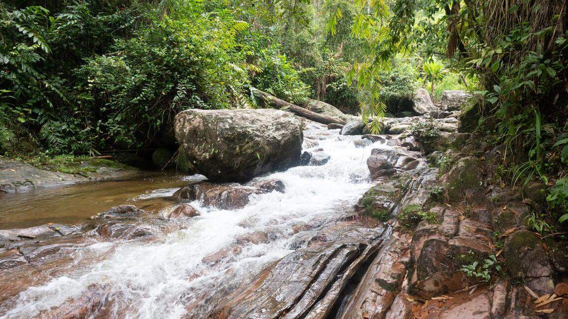 Researchers saw the creature hopping along the rainforest floor, the first sighting in 24 years, photos show and wildlife groups said.