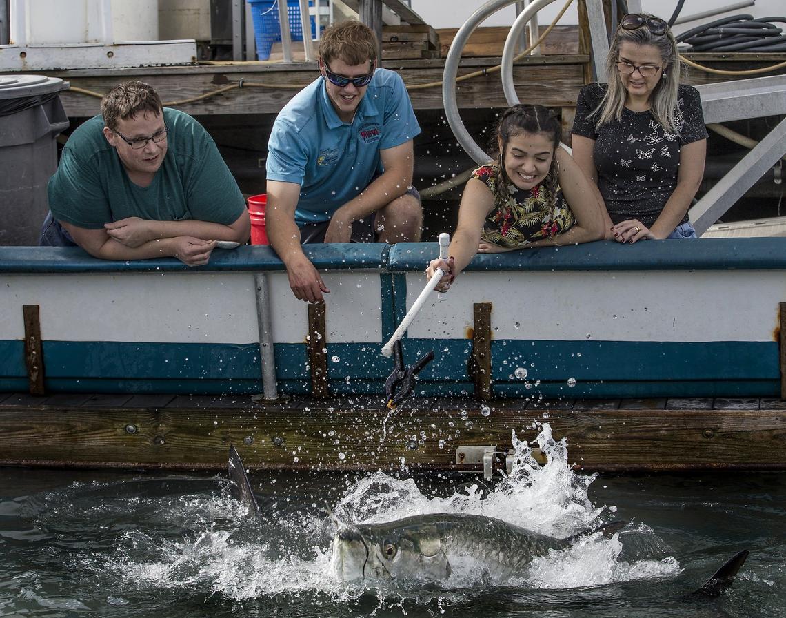 Joshua Lewis (second from left), son of Captain Jimmy Lewis, helps 16 year-old Leticia Silva of Brazil feed a tarpon at Bayside marina. For more than a decade, Capt. Jimmy Lewis has been tending a school of tarpon that congregate near his Bayside slip in downtown Miami. He educates people about the fish, which can weigh more than 200 pounds.