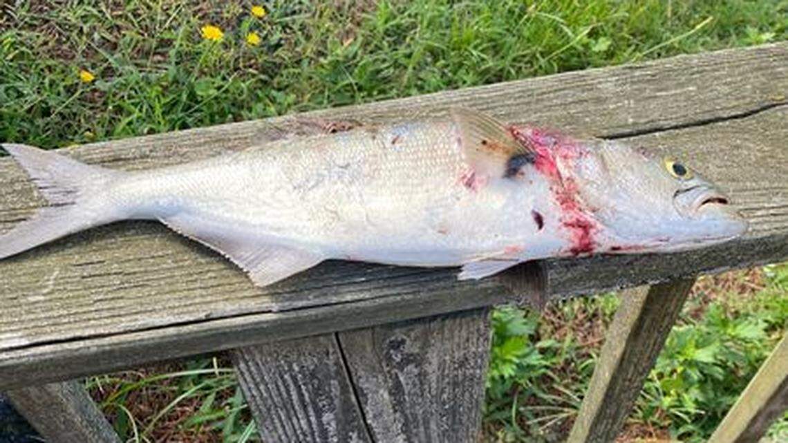 Matthew Pelligrine, naturalist at Cape May Point State Park, said his colleague noticed puncture marks from osprey talons in a fish he found.