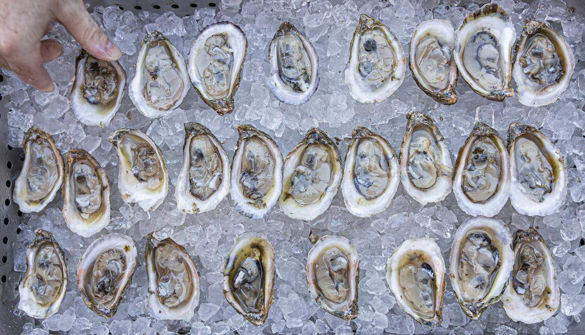 Jorge Mañach, an agriculture technician with Everglades Oysters, shucks Rattlesnake Cove oysters from Apalachicola, Fla., during the Oyster Reefer event at The Standard on Thursday, Sept. 18, 2025, in Miami Beach, Fla. The event offered guests all-you-can-eat raw and cooked oysters for $80.
