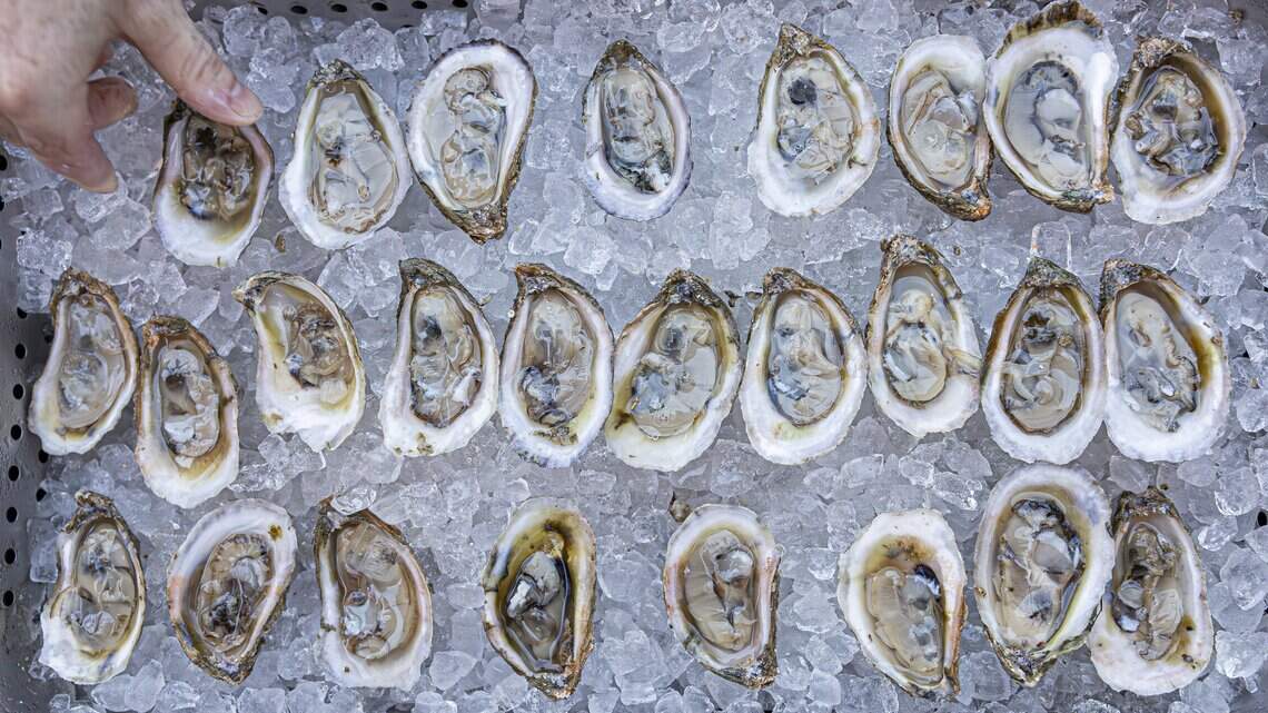 How the restoration of Apalachicola Bay is expected to affect oyster harvesting