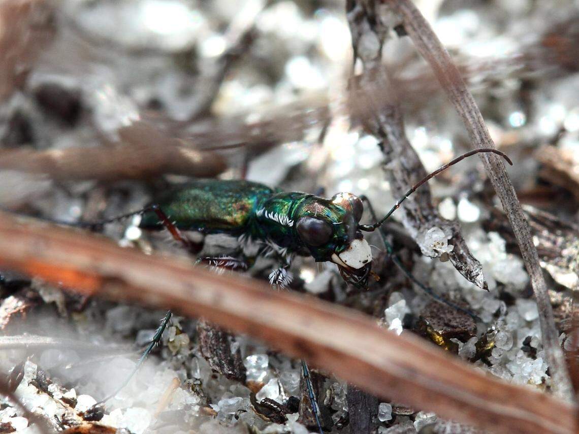 The Miami tiger beetle, considered among the rarest insects in the U.S. and found only in pine rockland in Miami-Dade County, was added to the endangered species list in 2016.