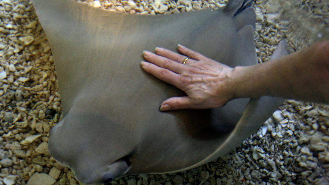In this stock photo, employee Kathy Shaffstall reaches into a tank to touch a stingray as it passes by during a preview of the attraction Stingrays at Caribbean Cove in April 2010 at the Saint Louis Zoo. A shark bit a 12-year-old girl while she fed stingrays inside a touch tank at Turtle Back Zoo in New Jersey, an official said. The bite was on her finger.