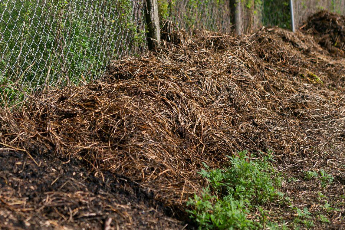 Montones de espinaca echada a perder en una granja de Homestead, Florida, el 27 de mayo de 2020. La granja es de Juventino Custodio, de 53 años, quien se vio obligado a dejar que la cosecha se pudriera en los campos tras las pandemia del coronavirus, que trastocó completamente la cadena de suministro.