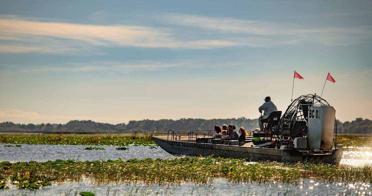 Skim across the water at 50 mph and spot Florida wildlife up close.