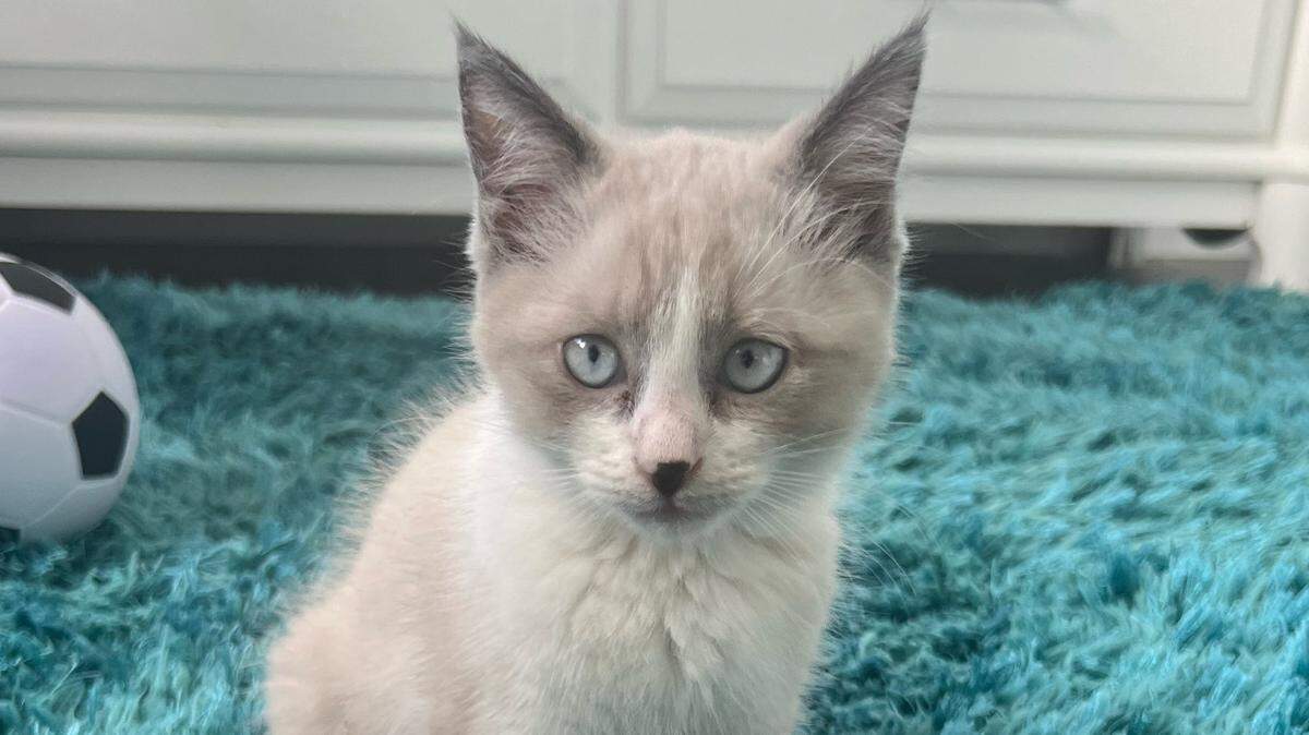 A kitten sits on a rug inside an office in the Florida Keys Thursday, Dec. 8, 2022. The Monroe County Sheriff’s Office said the cat is one of two kittens thrown from a moving car on Nov. 28, 2022.