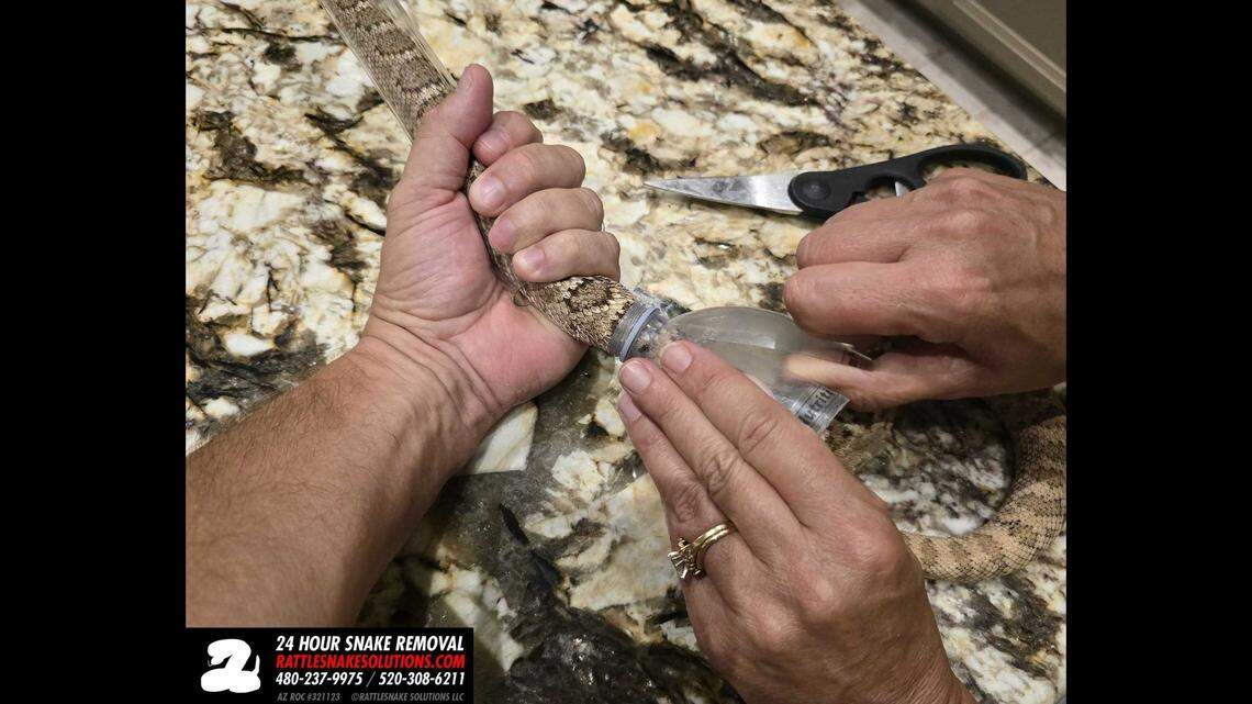 It took about 5 minutes to cut the bottle off and the snake showed no sign of injuries, Tim Agnello said.