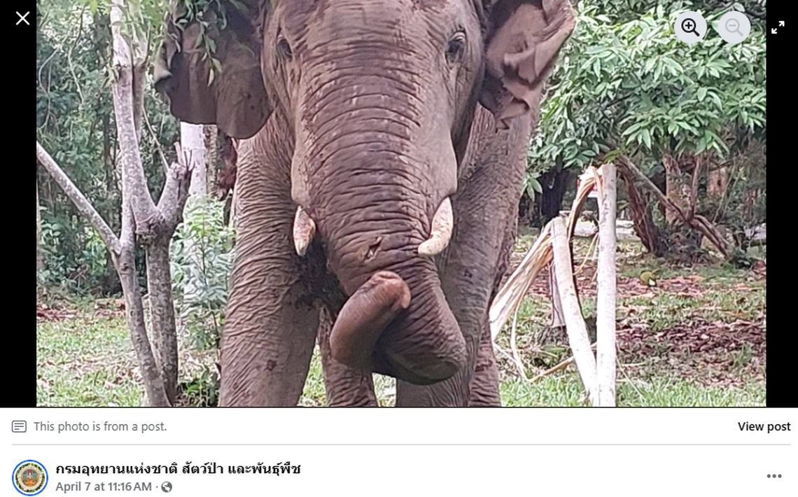 The wound was gaping and severely infected, demanding immediate attention, officials said.