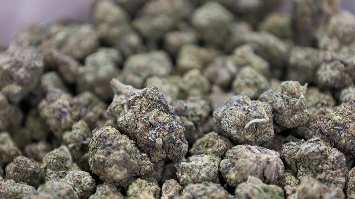 Havana Hemp flower is on display during the CHAMPS Trade Show at the Broward County Convention Center on Thursday, Oct. 17, 2024, in Fort Lauderdale, Fla.