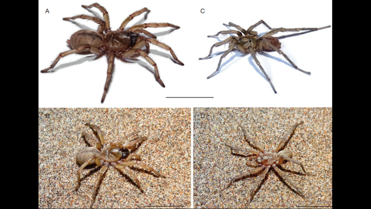 The tiny brown creatures were named after soccer star Lionel Messi.