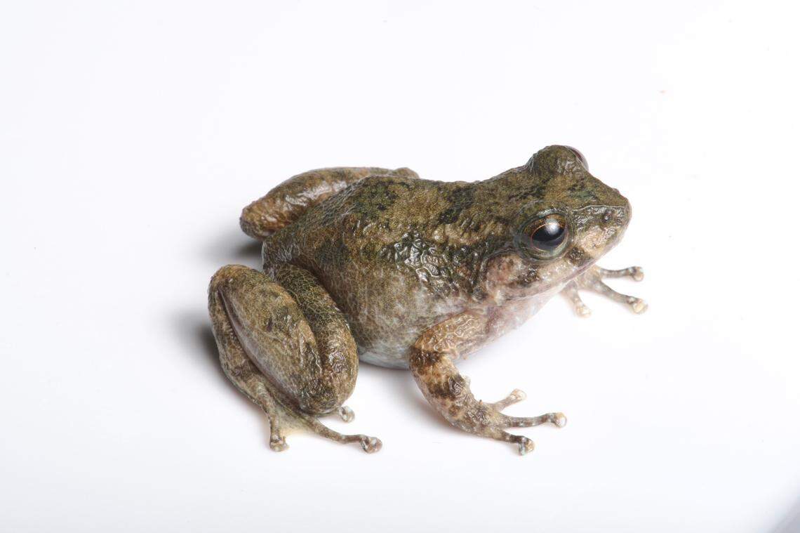 An Alcalus fontinalis, or Indian dwarf mountain frog.