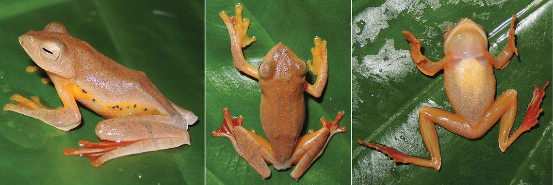 The new species has bright red webbing between its back feet.