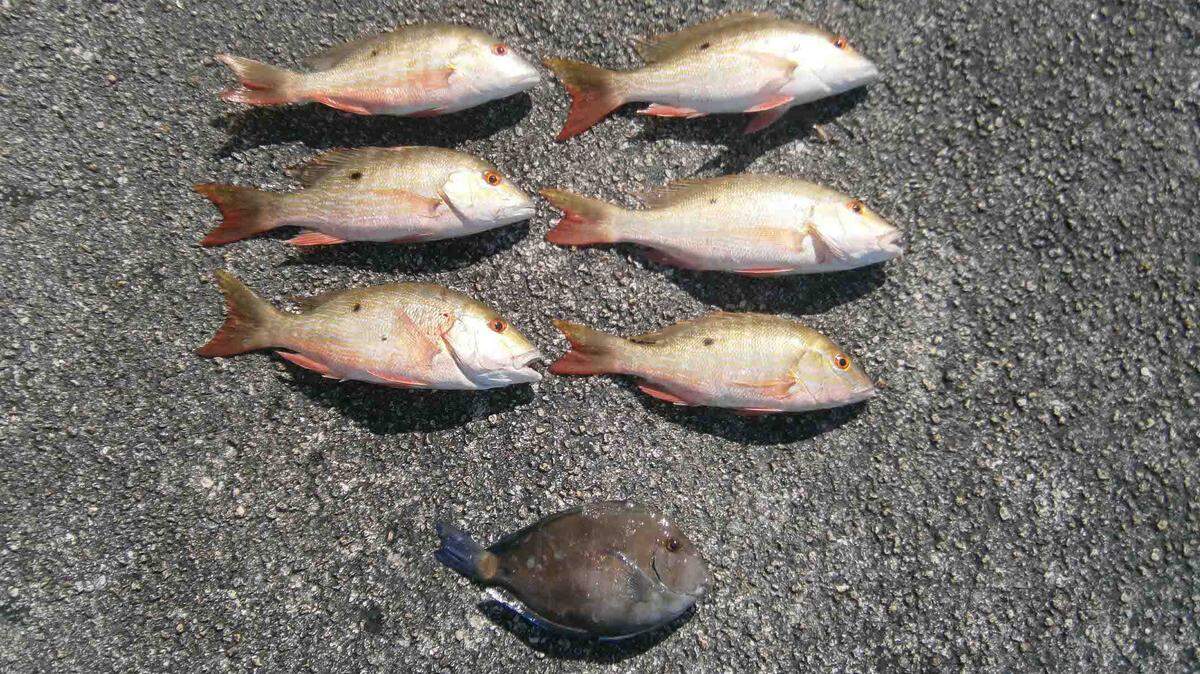 Three men from the mainland were caught Saturday with these undersized mutton snapper.