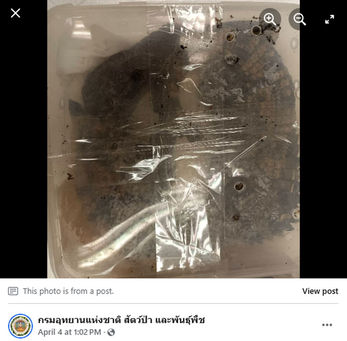 Freshwater crocodiles are rare and protected in Thailand, officials said.