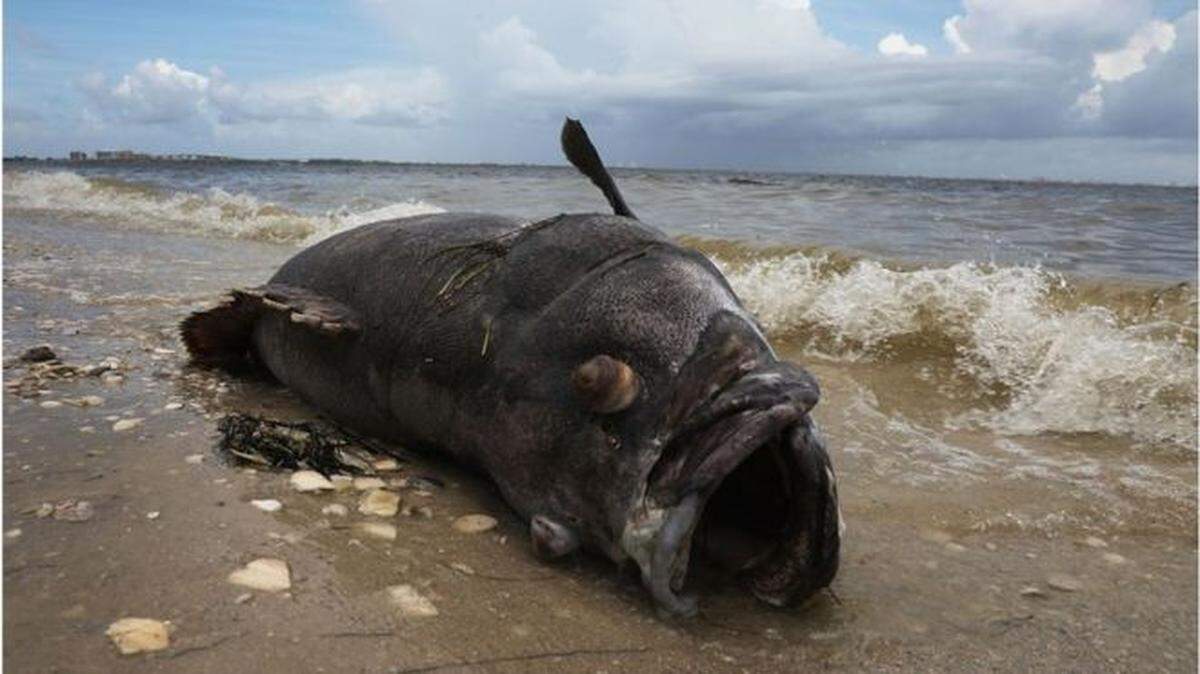 Fish, dolphins, manatees and sea turtles have been the victims of deadly red tide on Florida’s Gulf Coast.