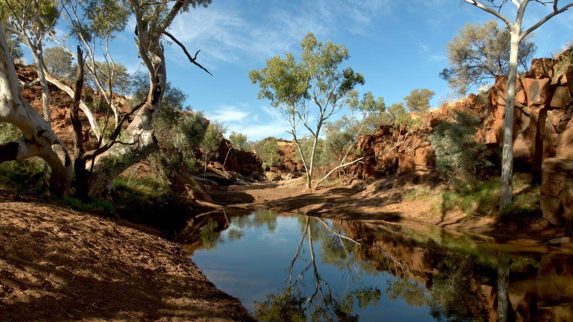 Scientists found “cryptic” animal in woodlands and discovered new species, study said. Photo shows representative area of Western Australia.