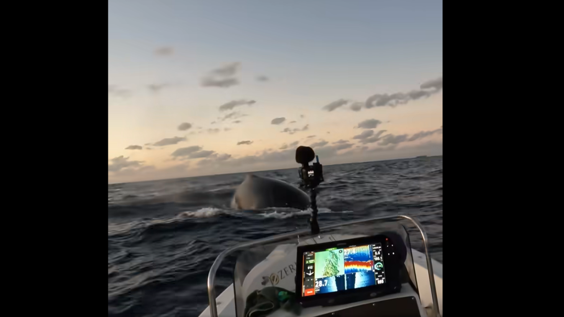 Sammy Hitzke was having a leisurely afternoon troll off Queensland when a whale popped out of the water just a few feet from his boat.
