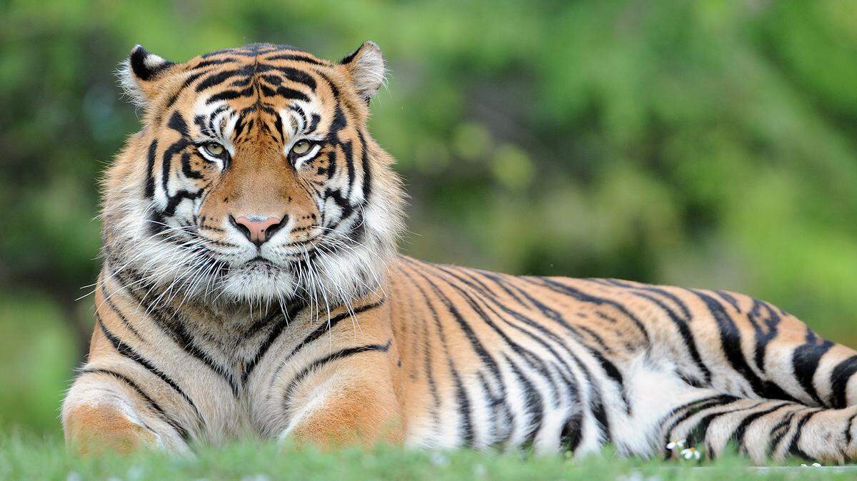 Berani, a 15-year-old Sumatran tiger, has been euthanized, Zoo Miami announced.
