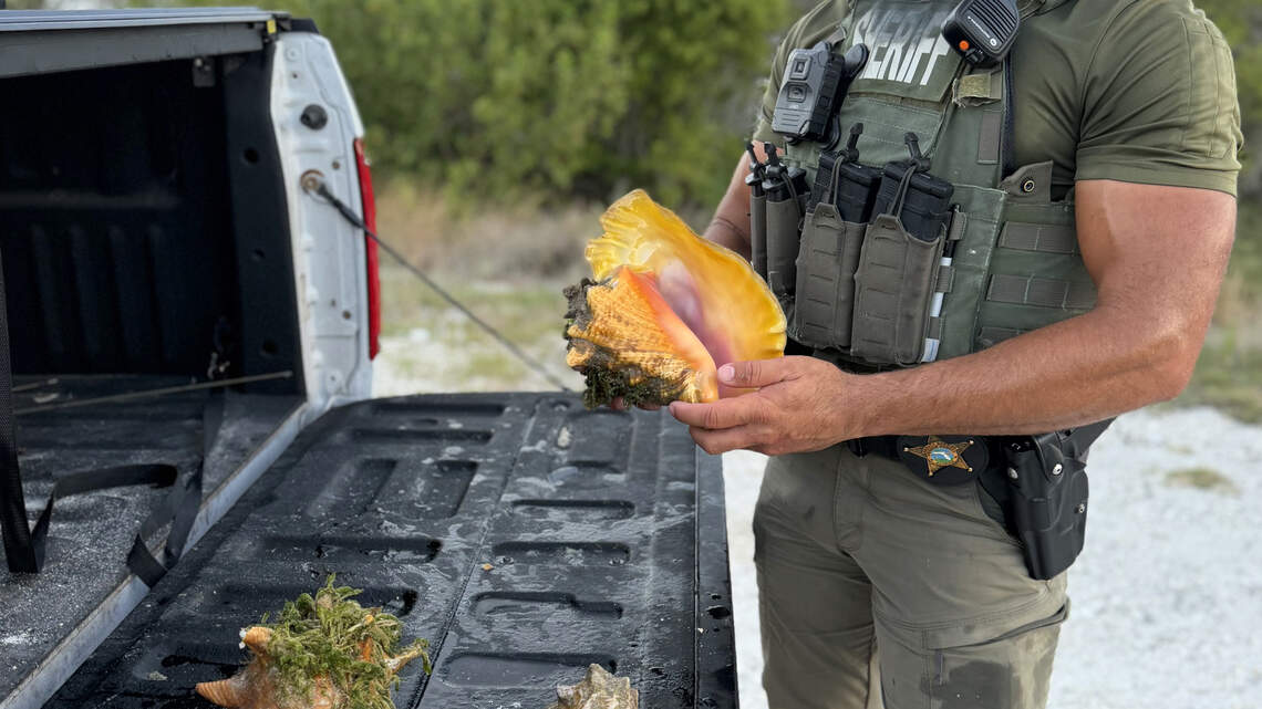 Oklahoma man jailed in Keys a reminder: It’s illegal to catch conchs in Florida