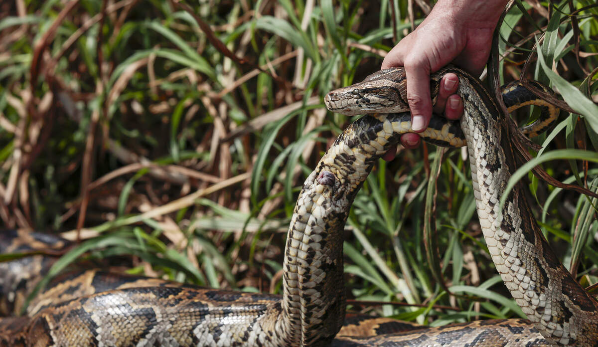 The male pythons reproductive bits, called hemipenes, stick out of his tail after he was caught getting cozy with a female python. He has two.